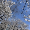 さくらの季節のある一日の日記（2025年3月31日）