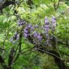 山に咲く藤の花