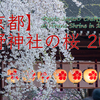 【京都の動画】YouTubeへ初めて動画を貼りました。初回は2011年、平野神社の桜。以後御贔屓にお願いします。