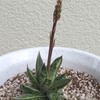 ガステリアの花