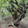 ミツバツツジが群生する下十枚山を観てUターン