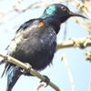 Purple Sunbird ムラサキタイヨウチョウ (インドの鳥その8)