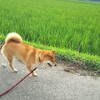 歩く歩く柴犬生活