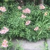 Alstroemeria