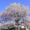 樹齢850年！長野県最古の歴史ある千歳桜をお愉しみあれ