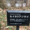 紹介：新宿中央公園で見かけたいろいろな紫陽花紹介するよ