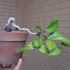 椿の植え替え