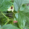 【初めての家庭菜園】オクラの花が咲いた