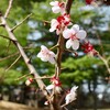 「佐久の季節便り」、用水わき・里山に、「辛夷（こぶし）」や「水楊（かわやなぎ）」が美しい…。