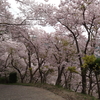 桜づくし・嵐の翌朝篇