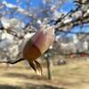 身近にある　美しい物　練馬　和光