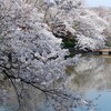 桜の名所