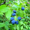 ブルーベリー