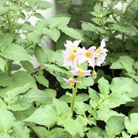 家庭菜園で元を取る 約2300円分の苗と肥料で 我が家の畑21 始動です Keigoman S Diary 注文住宅物語 家庭菜園で元を取る 約2300円分の苗と肥料で 我が家の畑21 始動です Keigoman S Diary 注文住宅物語