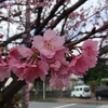 沖縄、桜が満開です！！