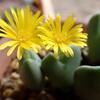 コノフィツムの花盛り？？