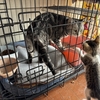老猫も子猫も同じような感じです。