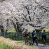 多摩の桜後半戦、稲城北緑地公園、北緑地さくらづつみで桜吹雪を撮る