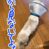 もっくんの体がなが～い