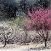 春らしくなってきた平和公園