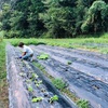 雨降る前に朝活