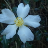 【植物の花の写真】サザンカ（野生型）；ツバキ科 Camellia sasanqua；　Theaceae 2018年11月04日（日）鹿児島市自宅近所の山