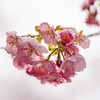 3月9日の河津桜