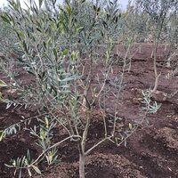 我が家のオリーブに実がなった うん マイホームを楽しもう