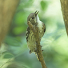 真夏の散歩と野鳥撮影。