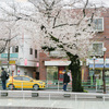 雨の週末、多摩の桜とランチ