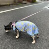 まろにー2759日目