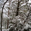 雪　大雪です