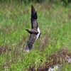 ツバメチドリの幼鳥