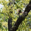 400mm F4