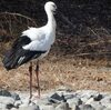 コウノトリ　(伊丹市　昆陽池)