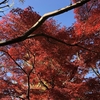 【鎌倉いいね】今年の鎌倉の紅葉はいつ頃が見頃か？気合を入れて予想する。