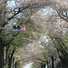 町田市三輪から成瀬あたりをお花見ドライブ　～八重桜編　