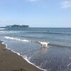 「犬と一緒に暮らしを楽しむ毎日」ワンコ飼うなら湘南でしょ！