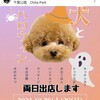 もうすぐ THE DOG FES vol.4 -犬とハロウィン- 
 10:00〜 場所 千葉県千葉市中央区弁天 千葉公園 TIP STAR DOME前