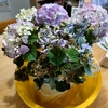 鉢植えあじさい。1週間で半分枯れる