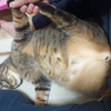 藤猫(フジ猫)ってどんな猫？