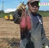 ねっとりして甘いサツマイモ「べにはるか」の収穫盛ん 大津町