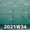 水族館は好きかい？（2021W34）