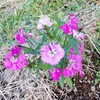庭の花たち　来週は雪マーク