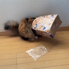 ネコと紙袋