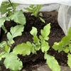 いろいろなタネまきのその後🌱
