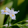  シャガ：射干　薯莪　胡蝶花
