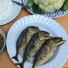 チェンマイで食べる海水魚
