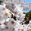 　　今年の桜　その４　と　遊び色々