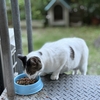 雨が降る前におばあちゃん野良猫と夕食